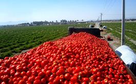 رهاکردن مزارع گوجه و پیاز توسط کشاورزان