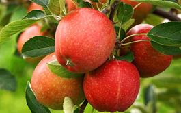 ردیابی ویروس‌ها و سالم‌سازی ارقام مختلف سیب و زیتون