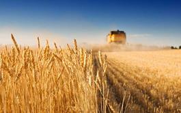 پیش‌بینی تولید ۱۴ میلیون تن گندم در کشور