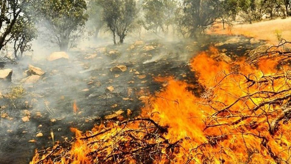 از آتش‌سوزی‌های گسترده جنگل‌ها تا نجات جان آن‌ها