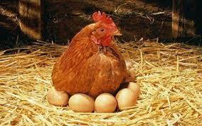 ابداع تکنولوژی جدید برای تشخیص آلودگی کنه در مرغداری‌های تخم‌گذار