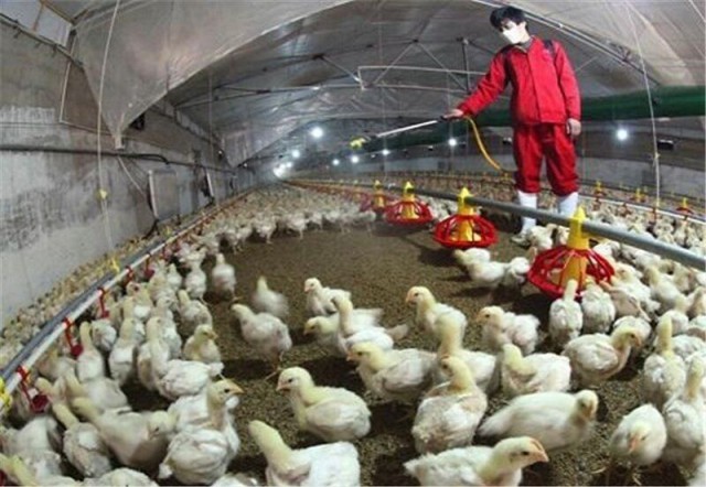 شیوع آنفلوانزای فوق‌حاد پرندگان در قزاقستان
