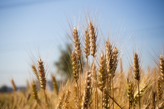 خرید گندم مازاد بر نیاز کشاورزان از مرز ۱.۱ میلیون تن گذشت