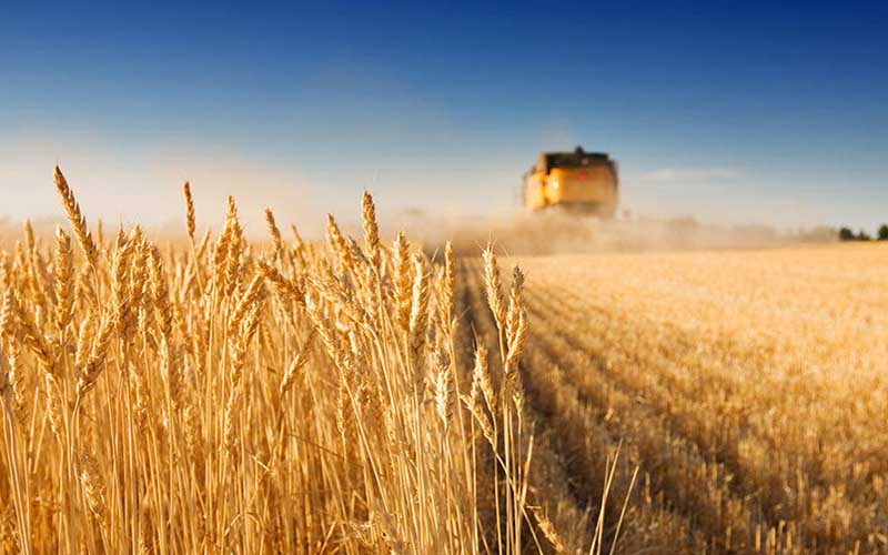 پیش‌بینی تولید ۱۴ میلیون تن گندم در کشور