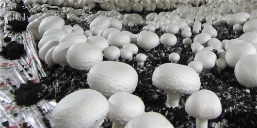 خطر مصرف قارچ‌های فله‌ای و غذاهای کنسروی
