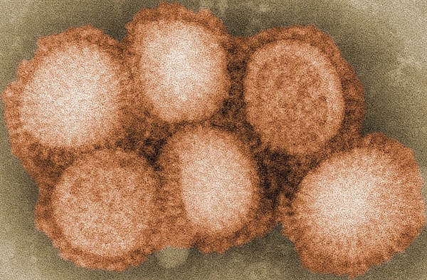 اثربخشی واکسن تجاری نوع  2.3.2H5 در محافظت از جوجه ها در مقابل آنفلوانزای حاد پرندگان 2.3.4.4H5N8