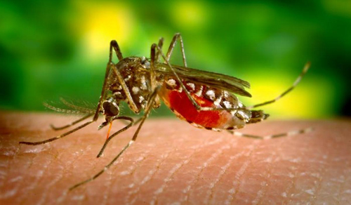 مالاریا؛ خطری بالقوه برای ایران