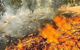 از آتش‌سوزی‌های گسترده جنگل‌ها تا نجات جان آن‌ها