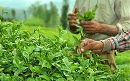 جهش ۱۵ درصدی تولید چای کشور در سال ۹۹