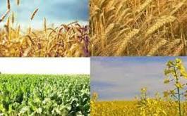 خرید تضمینی محصولات کشاورزی؛ نرخ گذاری بر اساس قیمت‌های جهانی