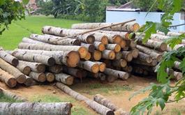 زراعت چوب با استفاده از آب‌های غیرمتعارف در ۱۰ کلان‌شهر کشور