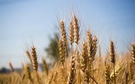 خرید گندم مازاد بر نیاز کشاورزان از مرز ۱.۱ میلیون تن گذشت