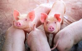 ۴ دلیل برای این‌که نگران آنفلوانزای خوکی جدید نباشیم