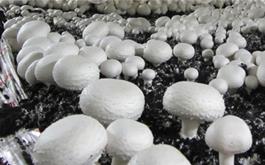 خطر مصرف قارچ‌های فله‌ای و غذاهای کنسروی