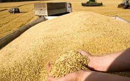 کاهش کیفیت نان ارتباطی به موضوع اختلاط گندم با خاک ندارد