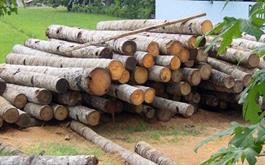 نیاز سالانه کشور به ۳۰ هزار هکتار زارعت چوب