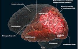 کشف مرکز کنترل هوشیاری در مغز