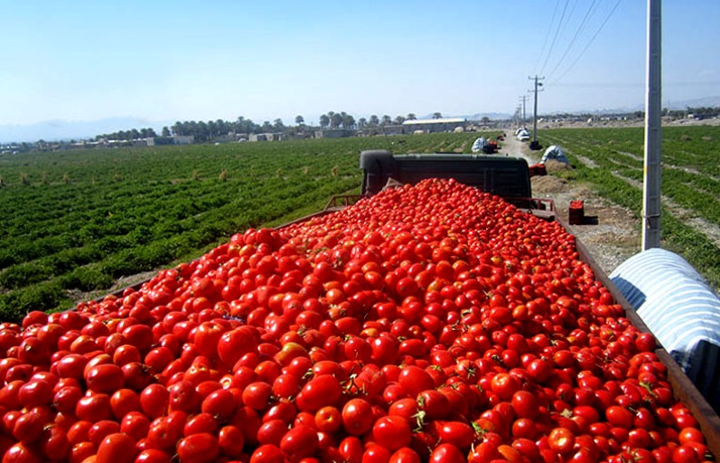 رهاکردن مزارع گوجه و پیاز توسط کشاورزان