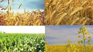 خرید تضمینی محصولات کشاورزی؛ نرخ گذاری بر اساس قیمت‌های جهانی