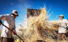 سردرگمی در نرخ خرید تضمینی گندم
