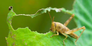 احتمال افزایش نسل آفت ملخ صحرایی