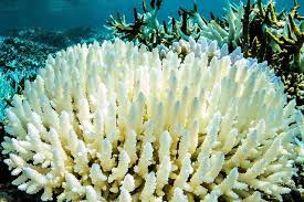 خطر نابودی برای مرجان‌ها